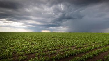 Las lluvias trajeron alivio a los campos de la zona núcleo.