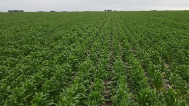 El cultivo de Camelina en los campos de Córdoba.