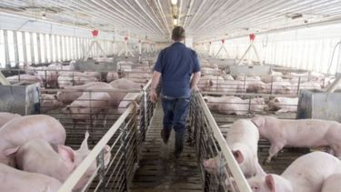 China le quita aranceles al cerdo y la soja estadounidense