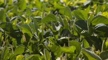 Productores de soja del NEA y el NOA recibirán subsidios por mil millones de pesos