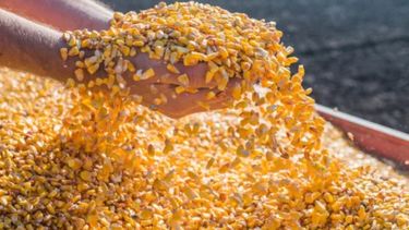 Se cortó la buena racha del maíz en Chicago