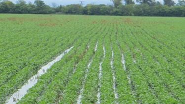 Con números deficitarios finalizó la campaña de soja en la Zona Núcleo