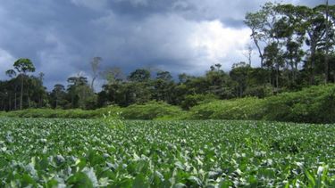 Debilitamiento de "La Niña" contribuirá a la campaña agrícola