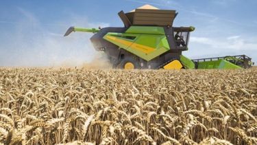 Estiman que las exportaciones de trigo aumentarán 120%