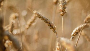 El trigo se destacó en una semana positiva para los granos en Chicago