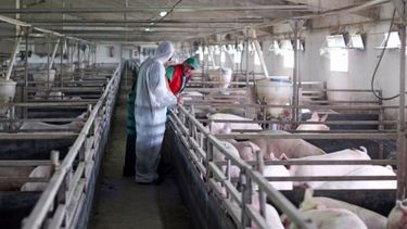 Avanza la negociación con China para instalar granjas porcinas sustentables