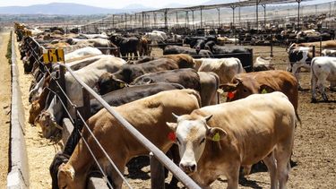 El incremento de la faena fue impulsado por los machos de dos dientes, las hembras de ocho y más dientes, y las hembras de dos dientes.