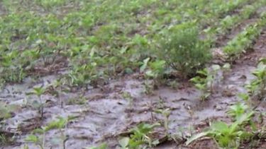 Las lluvias causaron una pérdida de más de 3 millones de toneladas de soja