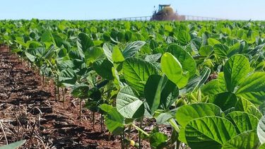 Mejora el cultivo de soja en "La Provincia" con buenos rendimientos