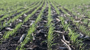 Las condiciones del suelo que impulsaron a la siembra de trigo.