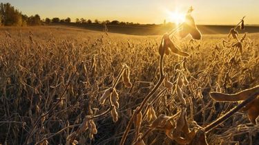 Liberan al agro de la presentación de un certificado censal ante los bancos