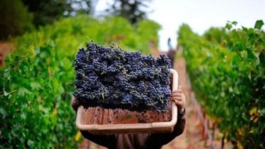 Destinan $500 millones para asistir a productores vitivinícolas