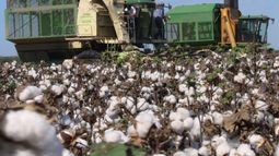 Nuevos salarios mínimos para actividades agrarias