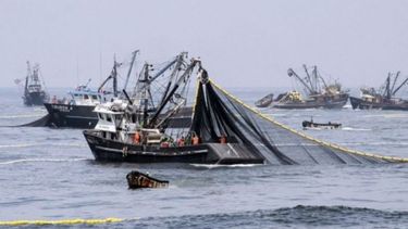 Fijaron los máximos de captura para la caballa