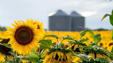 La cosecha de girasol alcanzó las 1,27 millones de toneladas en la región bahiense