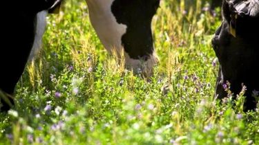 Frigorífico pionero: producirá energía a partir de una dieta única