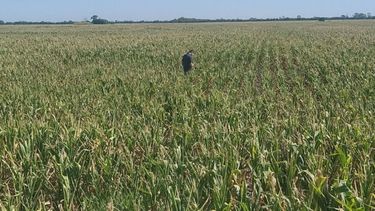 Mejoró el panorama del maíz y la soja gracias a las lluvias