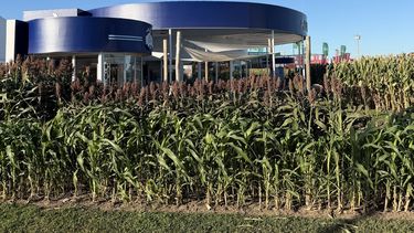 Híbridos más confiables para los productores.