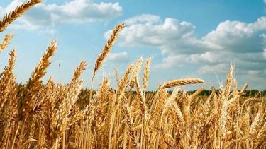 Agricultura proyecta una caída de casi 40% en la producción de trigo