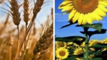 Destacan el buen rendimiento del trigo y el girasol en 2016