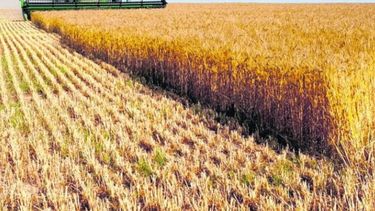 Esperan que la siembra de trigo sea la más alta en 19 años