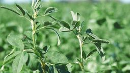 Alfalfa producida en Argentina llegará a China