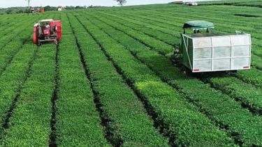 Argentina lidera la producción de té en América