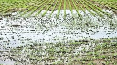 Más complicaciones en las siembras de maíz y girasol