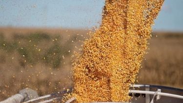 Reducen en un millón de toneladas la perspectiva para el maíz