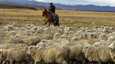Destinan $516 millones a productores patagónicos de lana