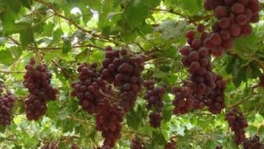 Multaron a empresas del agro por no cumplir con proyectos productivos