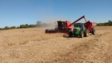 La cosecha de soja de Santa Fe terminó con disparidad de rindes