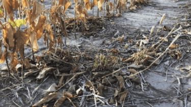 Santa Fe coloca en emergencia agropecuaria a casi 6 millones de hectáreas