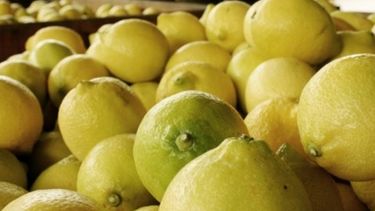 Crece la expectativa sobre la entrada de limones argentinos a EE.UU.