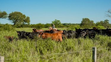 El holding agroganadero consiguió un hito en cuanto a la Huella de Carbono