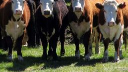 Inversiones chinas llegan al sector ganadero de Córdoba