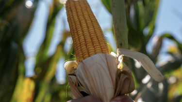 Soluciones para los productores rurales.