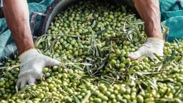 Cosecha de aceitunas en Catamarca llegará a unas 85.000 toneladas