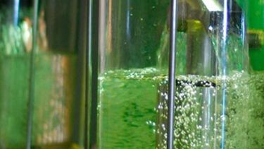 Invierten u$s 53 millones en la producción de etanol