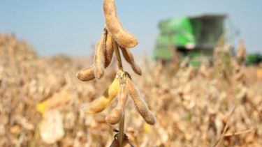 La soja avanzó US$ 5 en Rosario y cerró a 385 dólares la tonelada