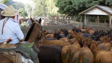 Aceleran los tiempos en los trámites para exportar carne a la UE