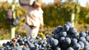 Ninguna bodega exportadora de vinos ni establecimiento que exporten jugo concentrado de uva o mosto o vinos a granel, pagarán retenciones.