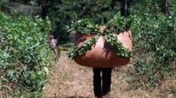 Revelan que "está en negro" la mitad de los cosechadores de yerba mate