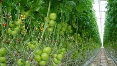 INTA propone maximar los rindes con eficiencia de producción