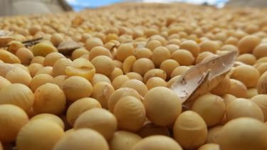 Pese a cierto avance, continúa retrasada la cosecha de soja