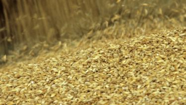 Exportaciones de productos cerealeros se recuperaron un 35% en 2016