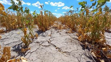 Mitigación del fenómeno climático.