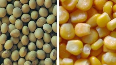 La soja y el maíz tuvieron números negativos en Chicago