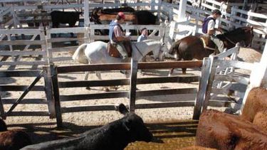 Fuerte acatamiento al paro ganadero impulsado por la Mesa de Enlace