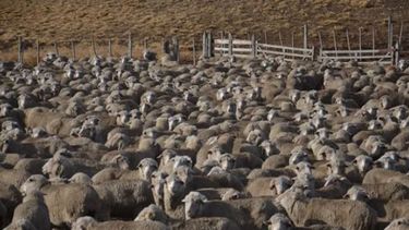 Emergencia agropecuaria en Santa Cruz por sequía y desertificación